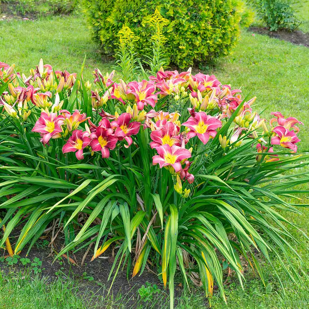 Growers Reveal the Soil Conditions Daylilies Truly Prefer