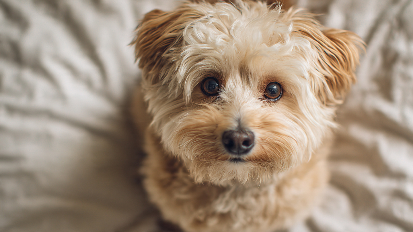 Decoding Your Dog’s Gut Health: A Simple Guide